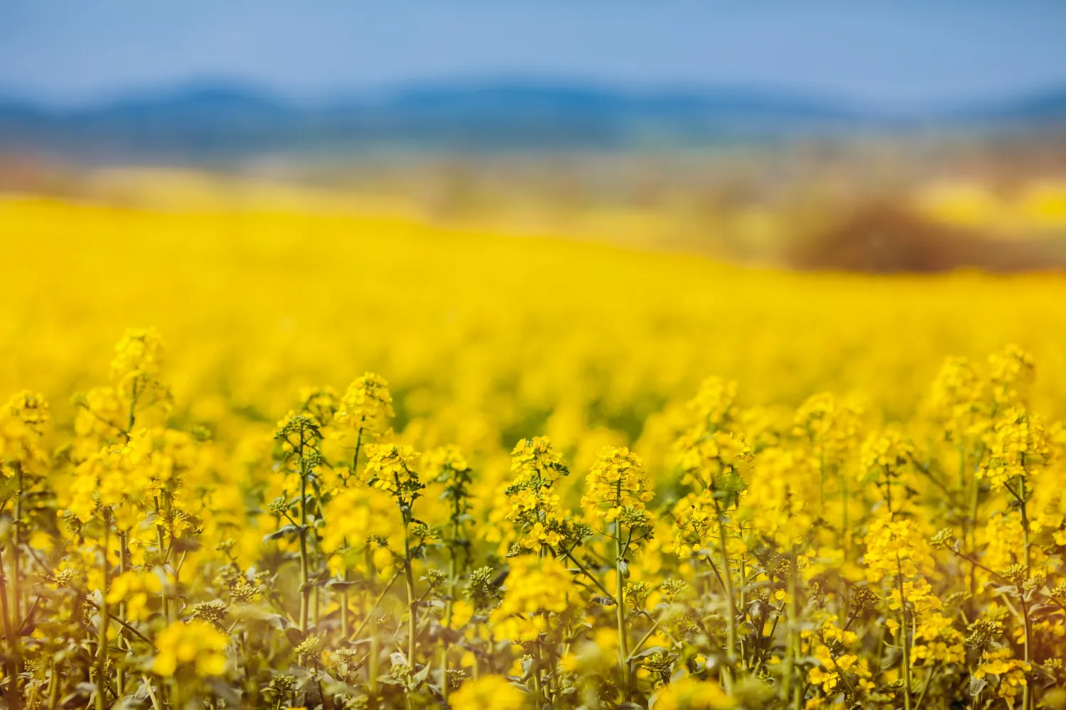 Project No. 230512-683250 image