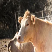 Image alt text